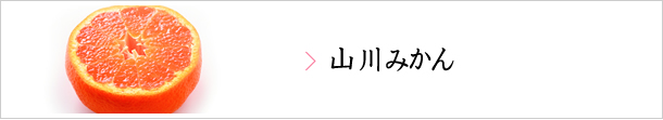 山川みかん